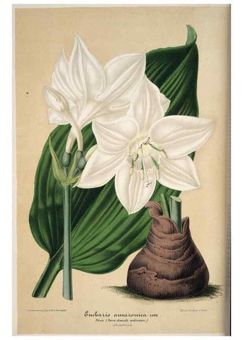 Reproducción/Reproduction 49684438486: L'Illustration horticole :. Gand, Belgium :Imprimerie et lithographie de F. et E. Gyselnyck,1854-1896.. 