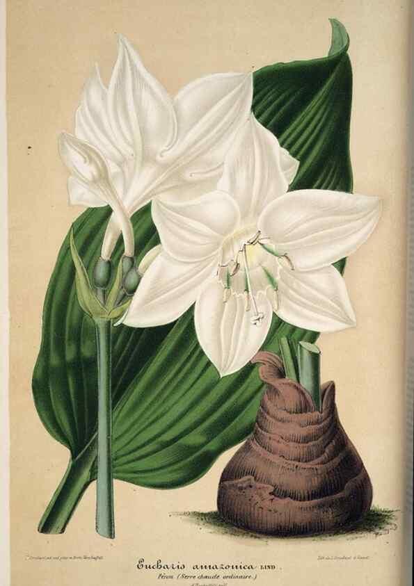 Reproducción/Reproduction 49684438486: L'Illustration horticole :. Gand, Belgium :Imprimerie et lithographie de F. et E. Gyselnyck,1854-1896.. 