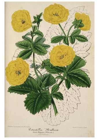 Reproducción/Reproduction 49684438671: L'Illustration horticole :. Gand, Belgium :Imprimerie et lithographie de F. et E. Gyselnyck,1854-1896.. 
