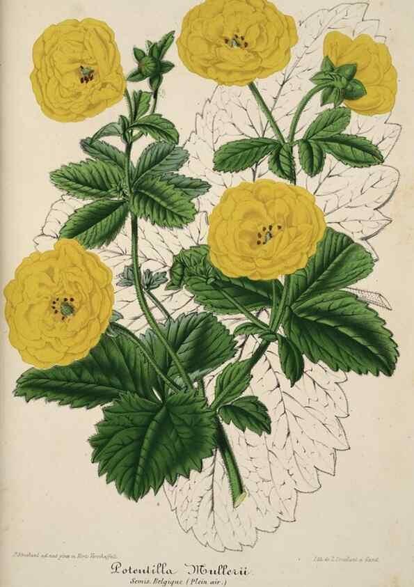 Reproducción/Reproduction 49684438671: L'Illustration horticole :. Gand, Belgium :Imprimerie et lithographie de F. et E. Gyselnyck,1854-1896.. 