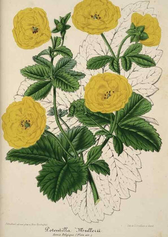 Reproducción/Reproduction 49684438671: L'Illustration horticole :. Gand, Belgium :Imprimerie et lithographie de F. et E. Gyselnyck,1854-1896.. 