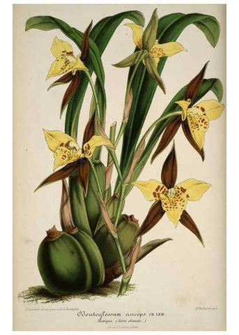 Reproducción/Reproduction 49684734332: L'Illustration horticole :. Gand, Belgium :Imprimerie et lithographie de F. et E. Gyselnyck,1854-1896.. 
