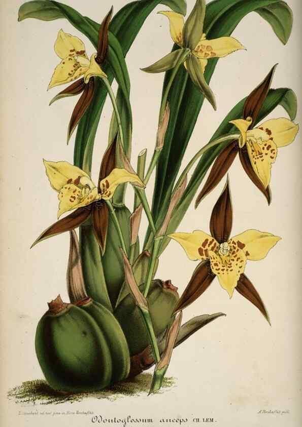 Reproducción/Reproduction 49684734332: L'Illustration horticole :. Gand, Belgium :Imprimerie et lithographie de F. et E. Gyselnyck,1854-1896.. 