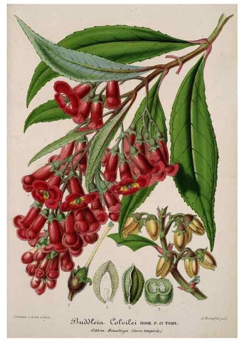 Reproducción/Reproduction 49684734052: L'Illustration horticole :. Gand, Belgium :Imprimerie et lithographie de F. et E. Gyselnyck,1854-1896.. 