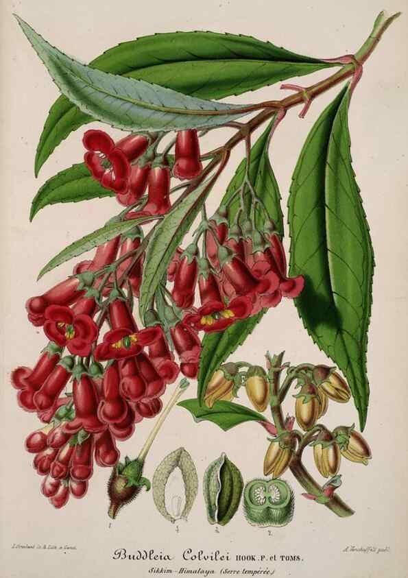Reproducción/Reproduction 49684734052: L'Illustration horticole :. Gand, Belgium :Imprimerie et lithographie de F. et E. Gyselnyck,1854-1896.. 