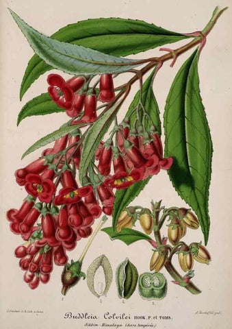 Reproducción/Reproduction 49684734052: L'Illustration horticole :. Gand, Belgium :Imprimerie et lithographie de F. et E. Gyselnyck,1854-1896.. 