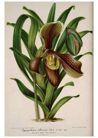 Reproducción/Reproduction 49684434871: L'Illustration horticole :. Gand, Belgium :Imprimerie et lithographie de F. et E. Gyselnyck,1854-1896.. 