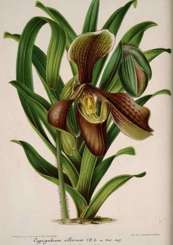Reproducción/Reproduction 49684434871: L'Illustration horticole :. Gand, Belgium :Imprimerie et lithographie de F. et E. Gyselnyck,1854-1896.. 