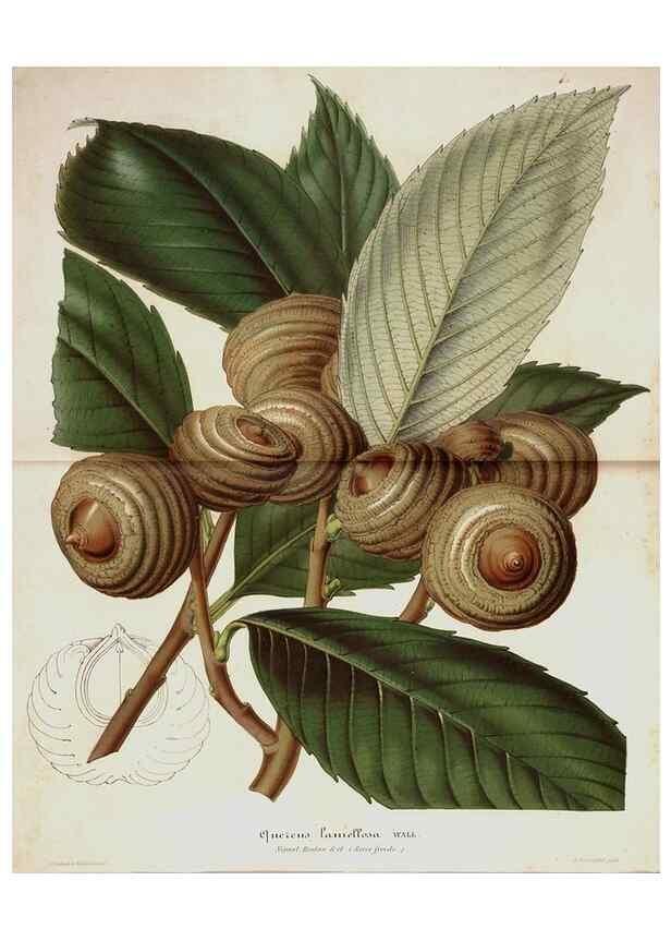 Reproducción/Reproduction 49684434526: L'Illustration horticole :. Gand, Belgium :Imprimerie et lithographie de F. et E. Gyselnyck,1854-1896.. 
