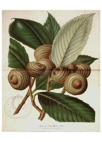 Reproducción/Reproduction 49684434526: L'Illustration horticole :. Gand, Belgium :Imprimerie et lithographie de F. et E. Gyselnyck,1854-1896.. 