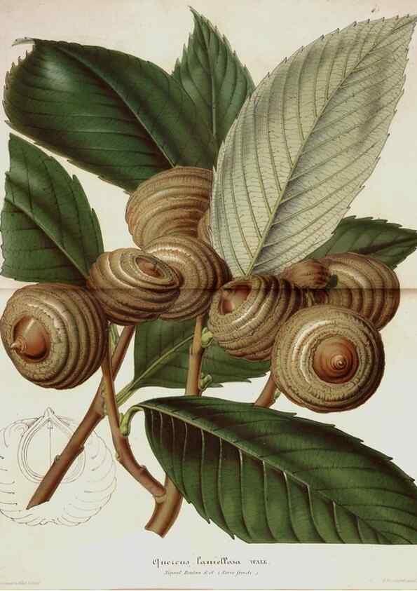 Reproducción/Reproduction 49684434526: L'Illustration horticole :. Gand, Belgium :Imprimerie et lithographie de F. et E. Gyselnyck,1854-1896.. 