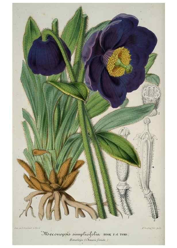 Reproducción/Reproduction 49684335421: L'Illustration horticole :. Gand, Belgium :Imprimerie et lithographie de F. et E. Gyselnyck,1854-1896.. 