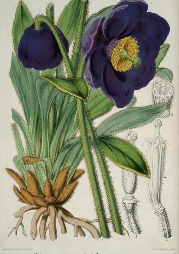 Reproducción/Reproduction 49684335421: L'Illustration horticole :. Gand, Belgium :Imprimerie et lithographie de F. et E. Gyselnyck,1854-1896.. 