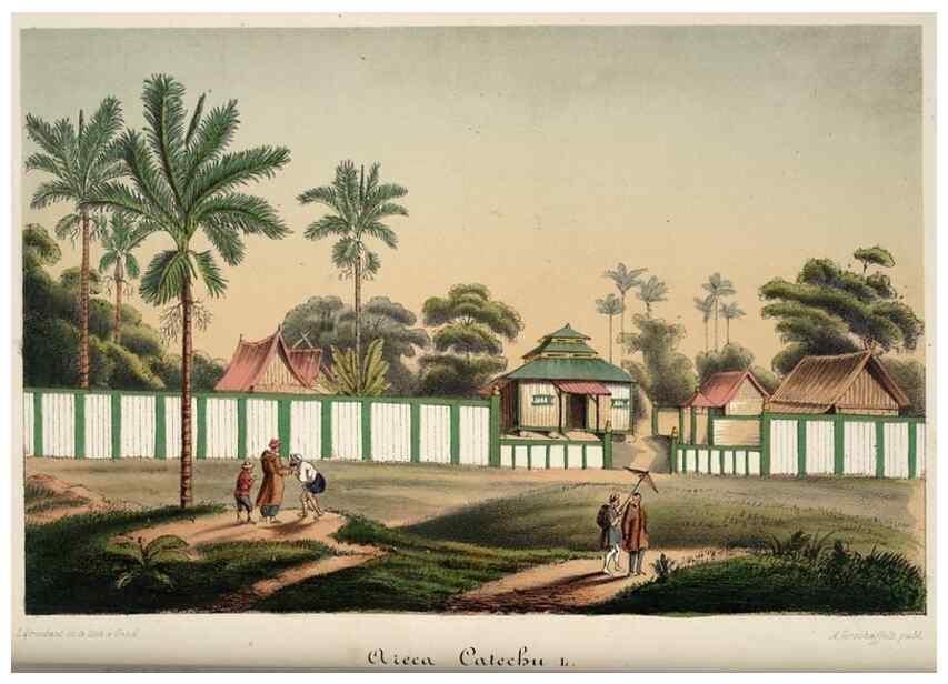 Reproducción/Reproduction 49684632007: L'Illustration horticole :. Gand, Belgium :Imprimerie et lithographie de F. et E. Gyselnyck,1854-1896.. 