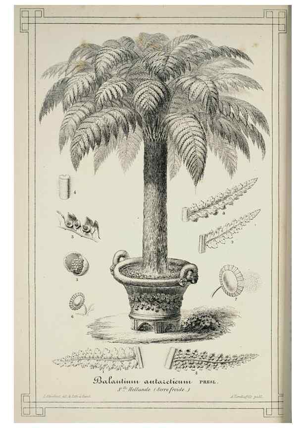 Reproducción/Reproduction 49683799513: L'Illustration horticole :. Gand, Belgium :Imprimerie et lithographie de F. et E. Gyselnyck,1854-1896.. 