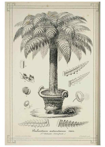 Reproducción/Reproduction 49683799513: L'Illustration horticole :. Gand, Belgium :Imprimerie et lithographie de F. et E. Gyselnyck,1854-1896.. 