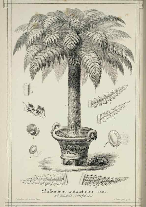 Reproducción/Reproduction 49683799513: L'Illustration horticole :. Gand, Belgium :Imprimerie et lithographie de F. et E. Gyselnyck,1854-1896.. 