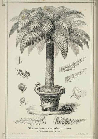 Reproducción/Reproduction 49683799513: L'Illustration horticole :. Gand, Belgium :Imprimerie et lithographie de F. et E. Gyselnyck,1854-1896.. 