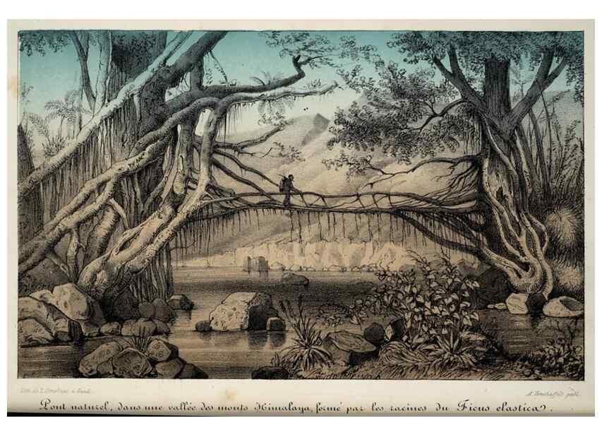 Reproducción/Reproduction 49684336261: L'Illustration horticole :. Gand, Belgium :Imprimerie et lithographie de F. et E. Gyselnyck,1854-1896.. 