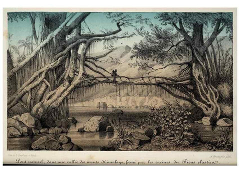 Reproducción/Reproduction 49684336261: L'Illustration horticole :. Gand, Belgium :Imprimerie et lithographie de F. et E. Gyselnyck,1854-1896.. 
