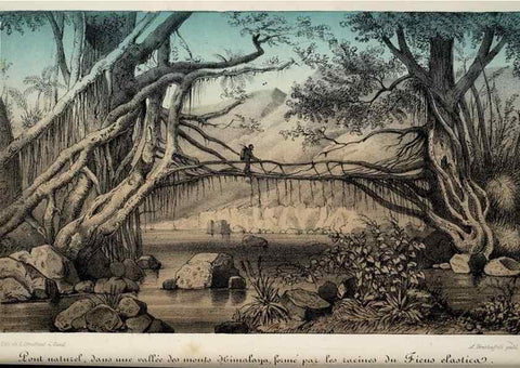 Reproducción/Reproduction 49684336261: L'Illustration horticole :. Gand, Belgium :Imprimerie et lithographie de F. et E. Gyselnyck,1854-1896.. 