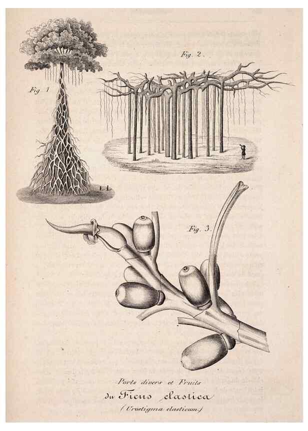 Reproducción/Reproduction 49684336591: L'Illustration horticole :. Gand, Belgium :Imprimerie et lithographie de F. et E. Gyselnyck,1854-1896.. 