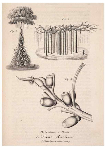 Reproducción/Reproduction 49684336591: L'Illustration horticole :. Gand, Belgium :Imprimerie et lithographie de F. et E. Gyselnyck,1854-1896.. 