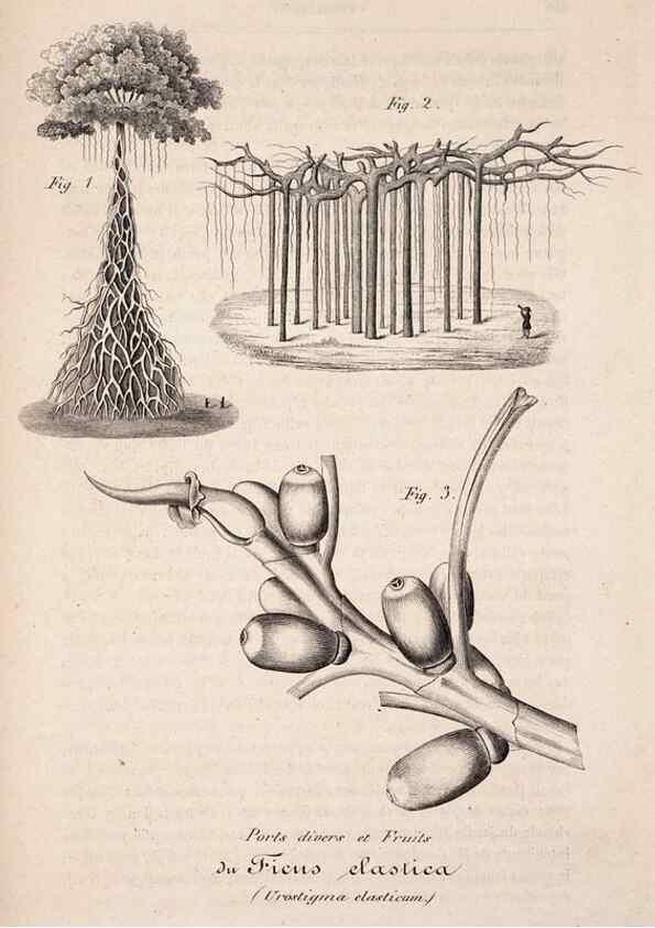 Reproducción/Reproduction 49684336591: L'Illustration horticole :. Gand, Belgium :Imprimerie et lithographie de F. et E. Gyselnyck,1854-1896.. 