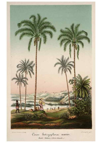 Reproducción/Reproduction 49683800713: L'Illustration horticole :. Gand, Belgium :Imprimerie et lithographie de F. et E. Gyselnyck,1854-1896.. 