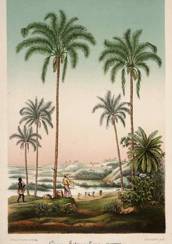 Reproducción/Reproduction 49683800713: L'Illustration horticole :. Gand, Belgium :Imprimerie et lithographie de F. et E. Gyselnyck,1854-1896.. 