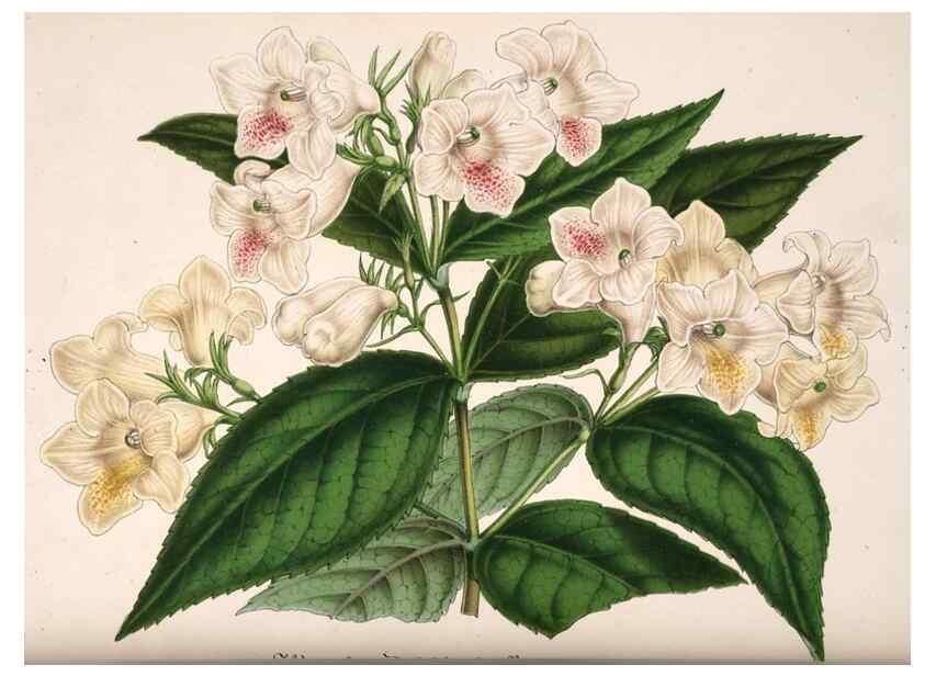 Reproducción/Reproduction 49684730367: L'Illustration horticole :. Gand, Belgium :Imprimerie et lithographie de F. et E. Gyselnyck,1854-1896.. 