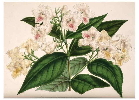 Reproducción/Reproduction 49684730367: L'Illustration horticole :. Gand, Belgium :Imprimerie et lithographie de F. et E. Gyselnyck,1854-1896.. 