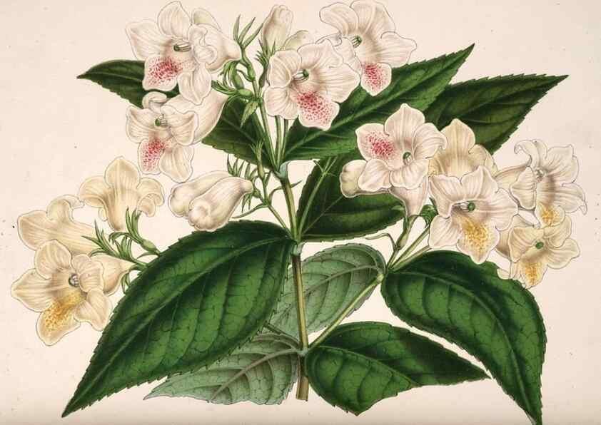Reproducción/Reproduction 49684730367: L'Illustration horticole :. Gand, Belgium :Imprimerie et lithographie de F. et E. Gyselnyck,1854-1896.. 