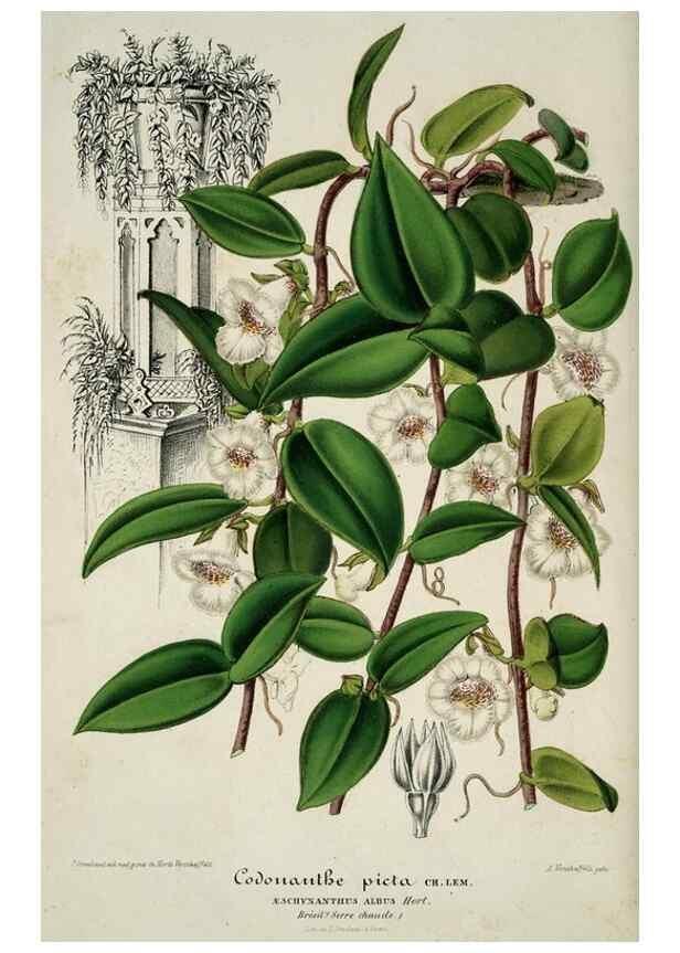 Reproducción/Reproduction 49683902663: L'Illustration horticole :. Gand, Belgium :Imprimerie et lithographie de F. et E. Gyselnyck,1854-1896.. 