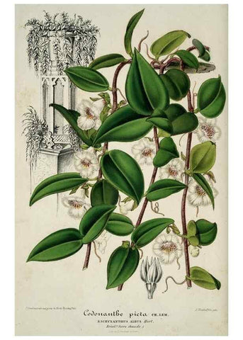 Reproducción/Reproduction 49683902663: L'Illustration horticole :. Gand, Belgium :Imprimerie et lithographie de F. et E. Gyselnyck,1854-1896.. 