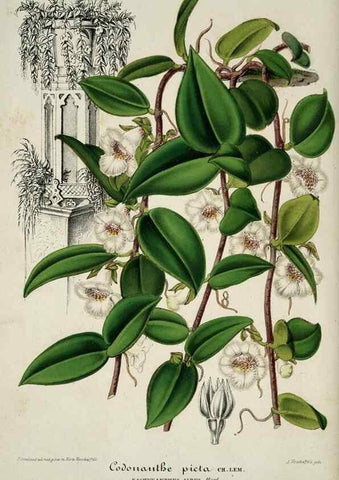 Reproducción/Reproduction 49683902663: L'Illustration horticole :. Gand, Belgium :Imprimerie et lithographie de F. et E. Gyselnyck,1854-1896.. 