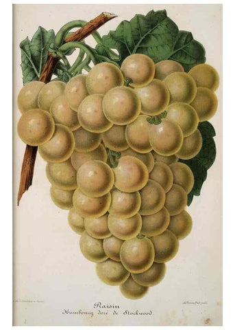 Reproducción/Reproduction 49684431786: L'Illustration horticole :. Gand, Belgium :Imprimerie et lithographie de F. et E. Gyselnyck,1854-1896.. 