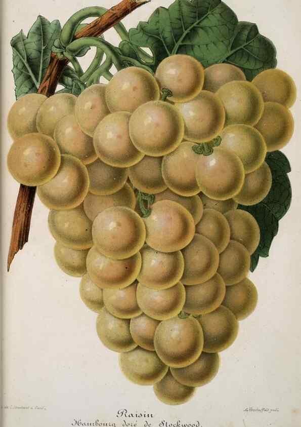 Reproducción/Reproduction 49684431786: L'Illustration horticole :. Gand, Belgium :Imprimerie et lithographie de F. et E. Gyselnyck,1854-1896.. 