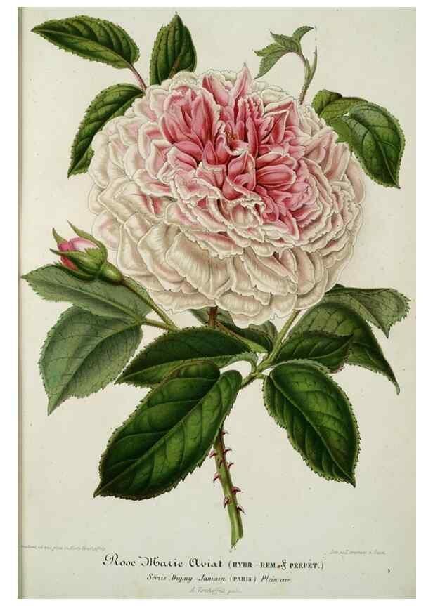 Reproducción/Reproduction 49684432371: L'Illustration horticole :. Gand, Belgium :Imprimerie et lithographie de F. et E. Gyselnyck,1854-1896.. 