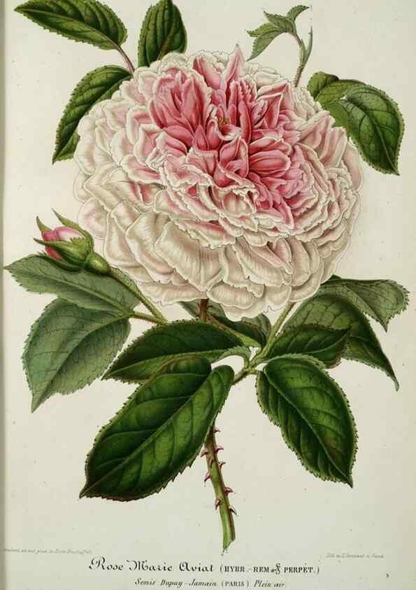 Reproducción/Reproduction 49684432371: L'Illustration horticole :. Gand, Belgium :Imprimerie et lithographie de F. et E. Gyselnyck,1854-1896.. 