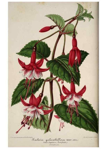 Reproducción/Reproduction 49684731602: L'Illustration horticole :. Gand, Belgium :Imprimerie et lithographie de F. et E. Gyselnyck,1854-1896.. 