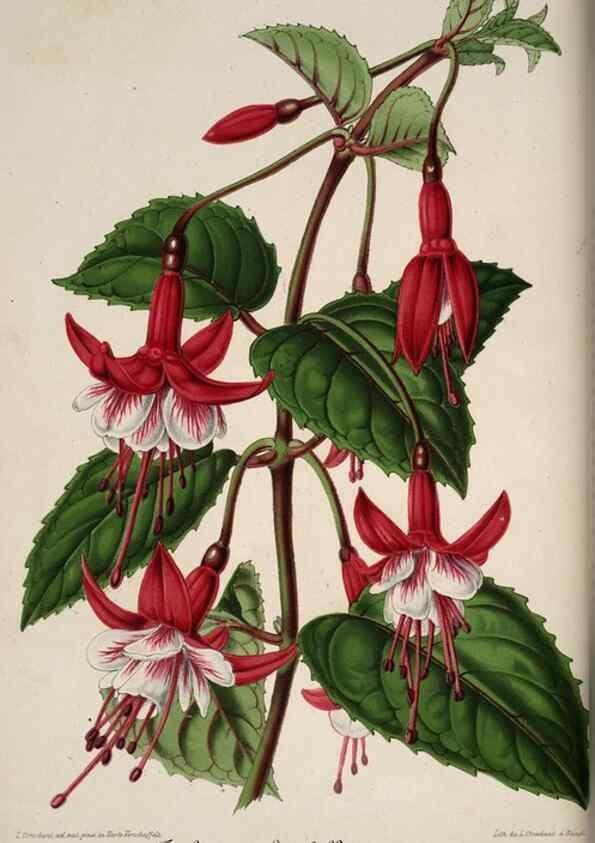 Reproducción/Reproduction 49684731602: L'Illustration horticole :. Gand, Belgium :Imprimerie et lithographie de F. et E. Gyselnyck,1854-1896.. 