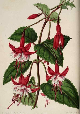 Reproducción/Reproduction 49684731602: L'Illustration horticole :. Gand, Belgium :Imprimerie et lithographie de F. et E. Gyselnyck,1854-1896.. 