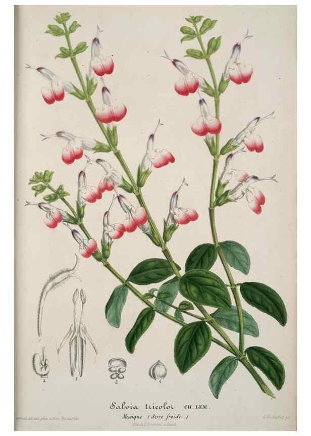 Reproducción/Reproduction 49683896833: L'Illustration horticole :. Gand, Belgium :Imprimerie et lithographie de F. et E. Gyselnyck,1854-1896.. 