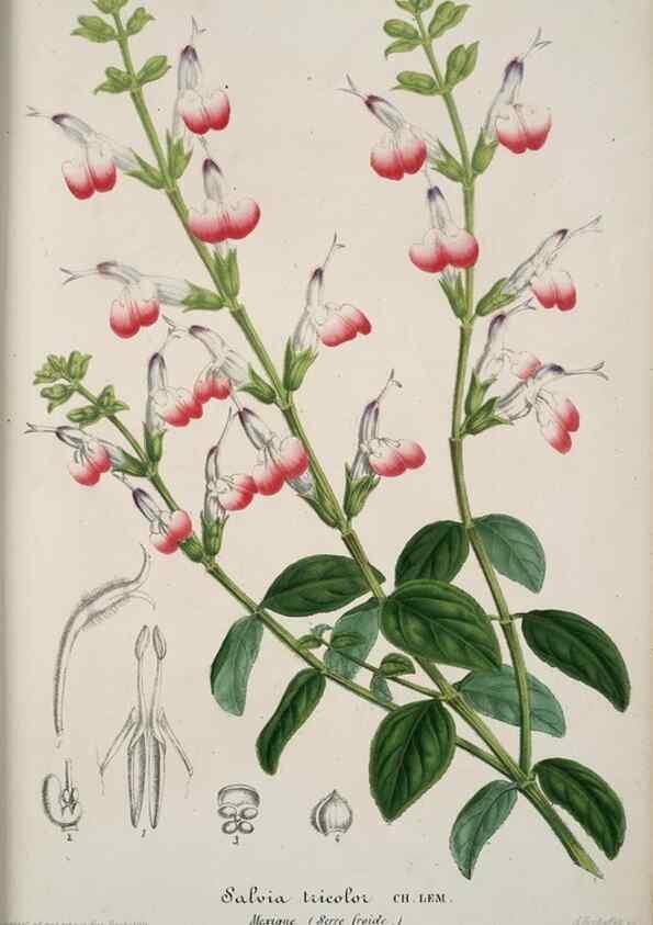 Reproducción/Reproduction 49683896833: L'Illustration horticole :. Gand, Belgium :Imprimerie et lithographie de F. et E. Gyselnyck,1854-1896.. 
