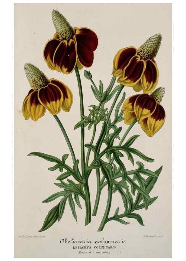 Reproducción/Reproduction 49684433301: L'Illustration horticole :. Gand, Belgium :Imprimerie et lithographie de F. et E. Gyselnyck,1854-1896.. 
