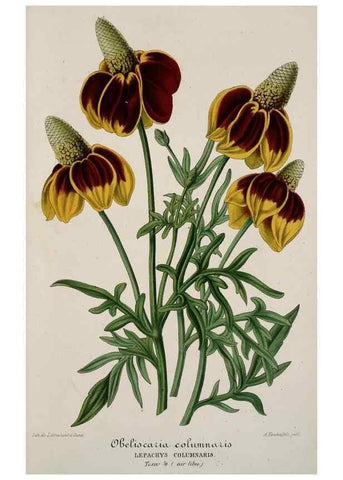 Reproducción/Reproduction 49684433301: L'Illustration horticole :. Gand, Belgium :Imprimerie et lithographie de F. et E. Gyselnyck,1854-1896.. 