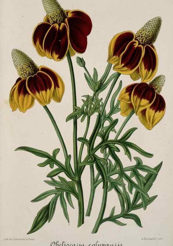 Reproducción/Reproduction 49684433301: L'Illustration horticole :. Gand, Belgium :Imprimerie et lithographie de F. et E. Gyselnyck,1854-1896.. 