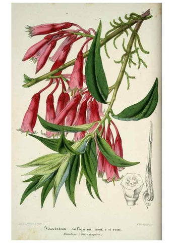 Reproducción/Reproduction 49684433701: L'Illustration horticole :. Gand, Belgium :Imprimerie et lithographie de F. et E. Gyselnyck,1854-1896.. 