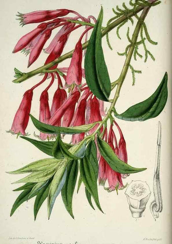 Reproducción/Reproduction 49684433701: L'Illustration horticole :. Gand, Belgium :Imprimerie et lithographie de F. et E. Gyselnyck,1854-1896.. 